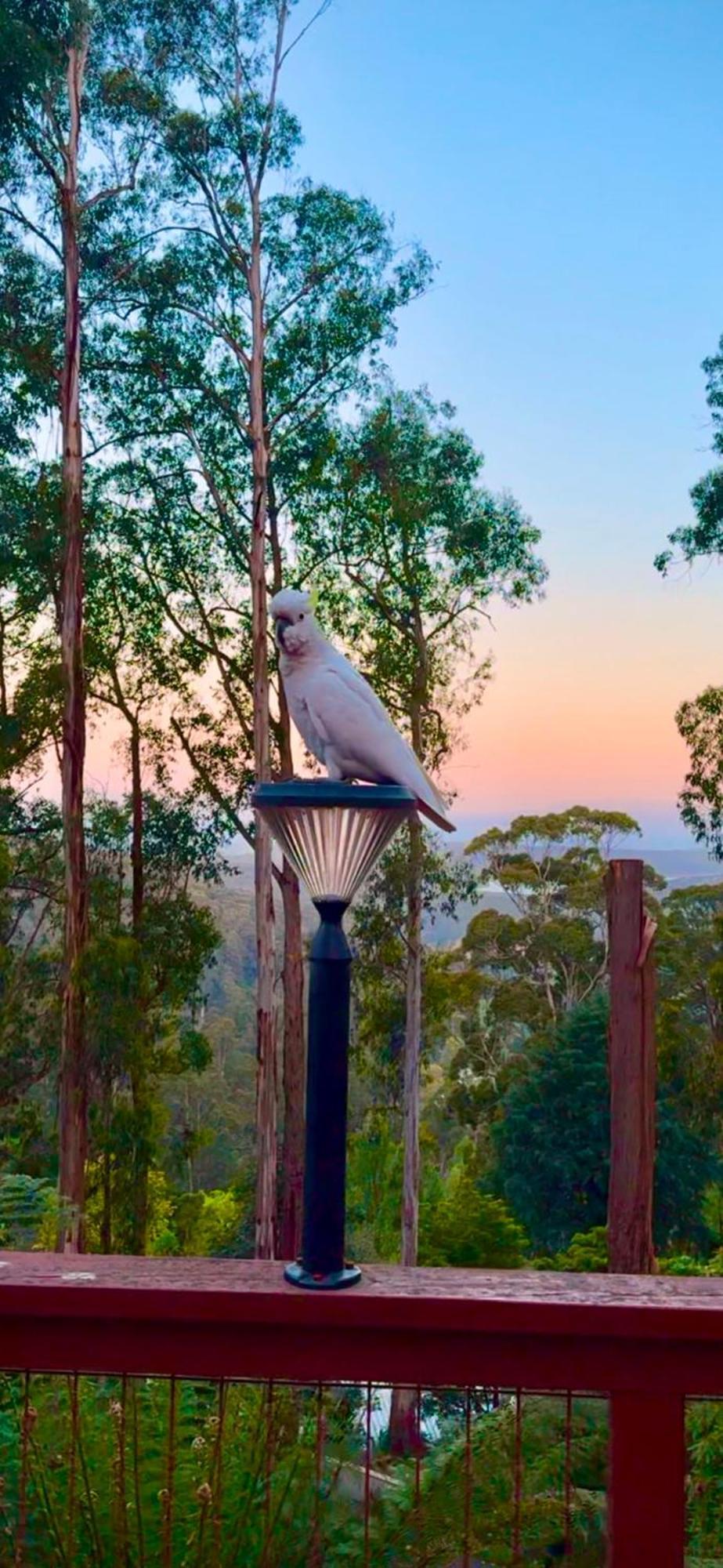 Melbourne Topview Villa In Dandenong Ranges Near Skyhigh Kalorama Exterior foto